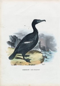 Skarv, 1863-79